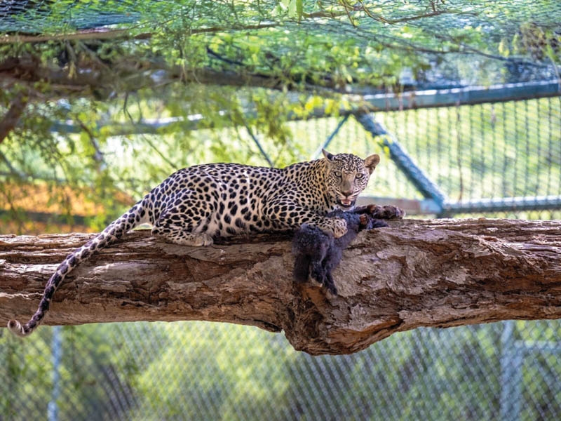 Oman's leopard breeding programme records breakthrough