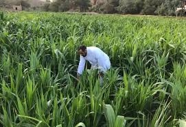 السعودية و«إيفاد» يتعاونان لمكافحة الجوع وتعزيز الأمن الغذائي