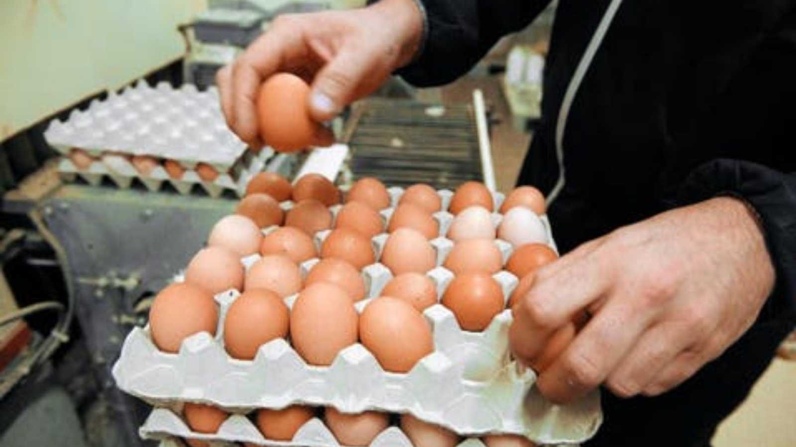 أسعار البيض توقع على ارتفاع جديد، وظاهرة 'الشركي' في قفص الاتهام