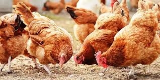 استقرار أسعار الدواجن والبيض اليوم الثلاثاء 1 يوليو