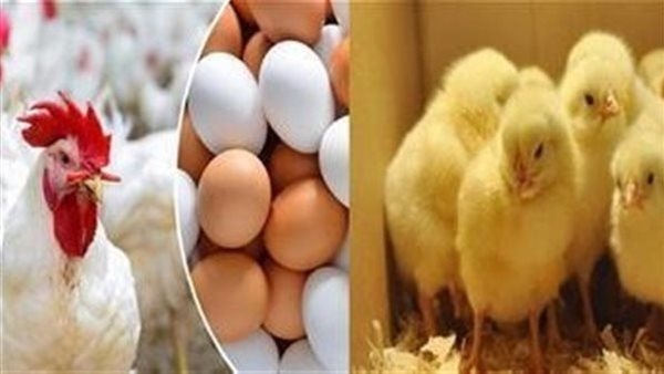 البيض ب 120...أسعار الدواجن والبيض اليوم الأربعاء 2 يوليو