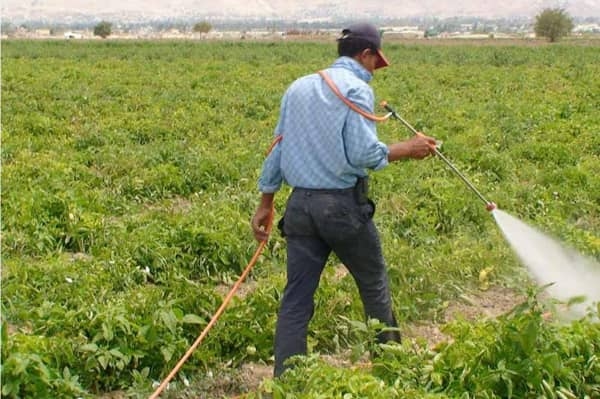 'الزراعة' تنظم برامج تدريبية لـ31 طالبًا بمكافحة الحشائش
