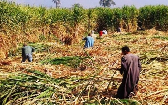 2026 بلا استيراد.. مصر ترفع إنتاج السكر إلى 3.18 مليون طن