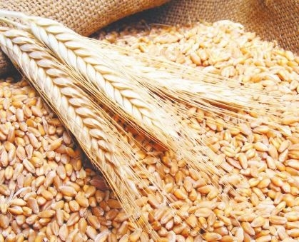 سعر القمح اليوم الخميس 3-7-2025.. الروسى وصل كام؟