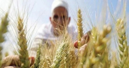 أسعار القمح لدى التجار اليوم الخميس 26-6-2025