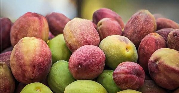 اللوز البحريني يُصدَّر إلى الخليج والأسعار تبدأ من 10 دنانير