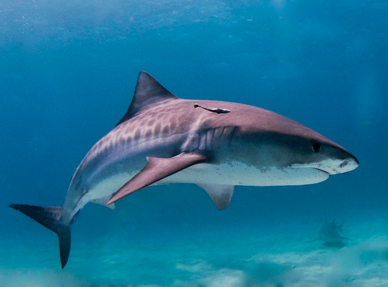 Red Sea safety boost: Egypt deploys shark tracking devices
