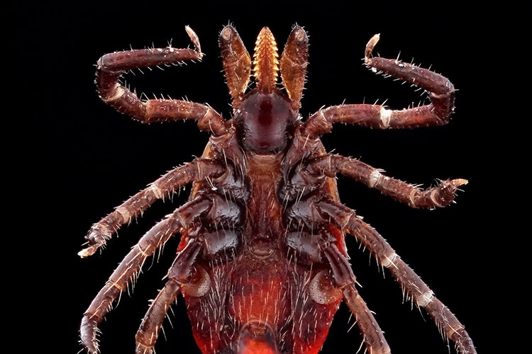 Dangerous diseases possible as ticks spread across US, experts warn