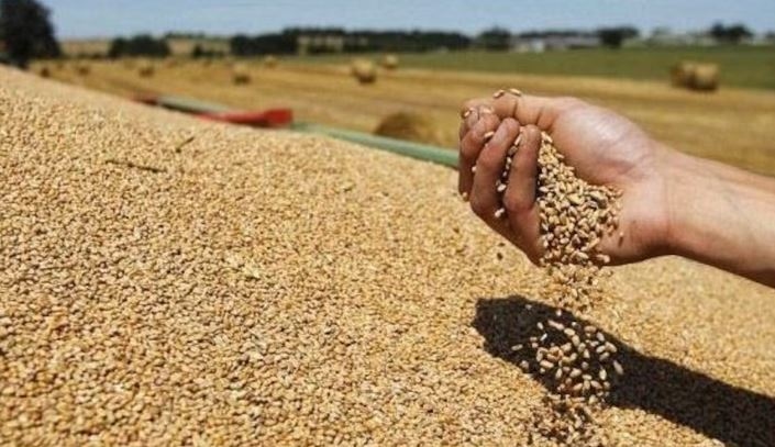 الكاف: تجميع أكثر من 427 ألف قنطار من الحبوب