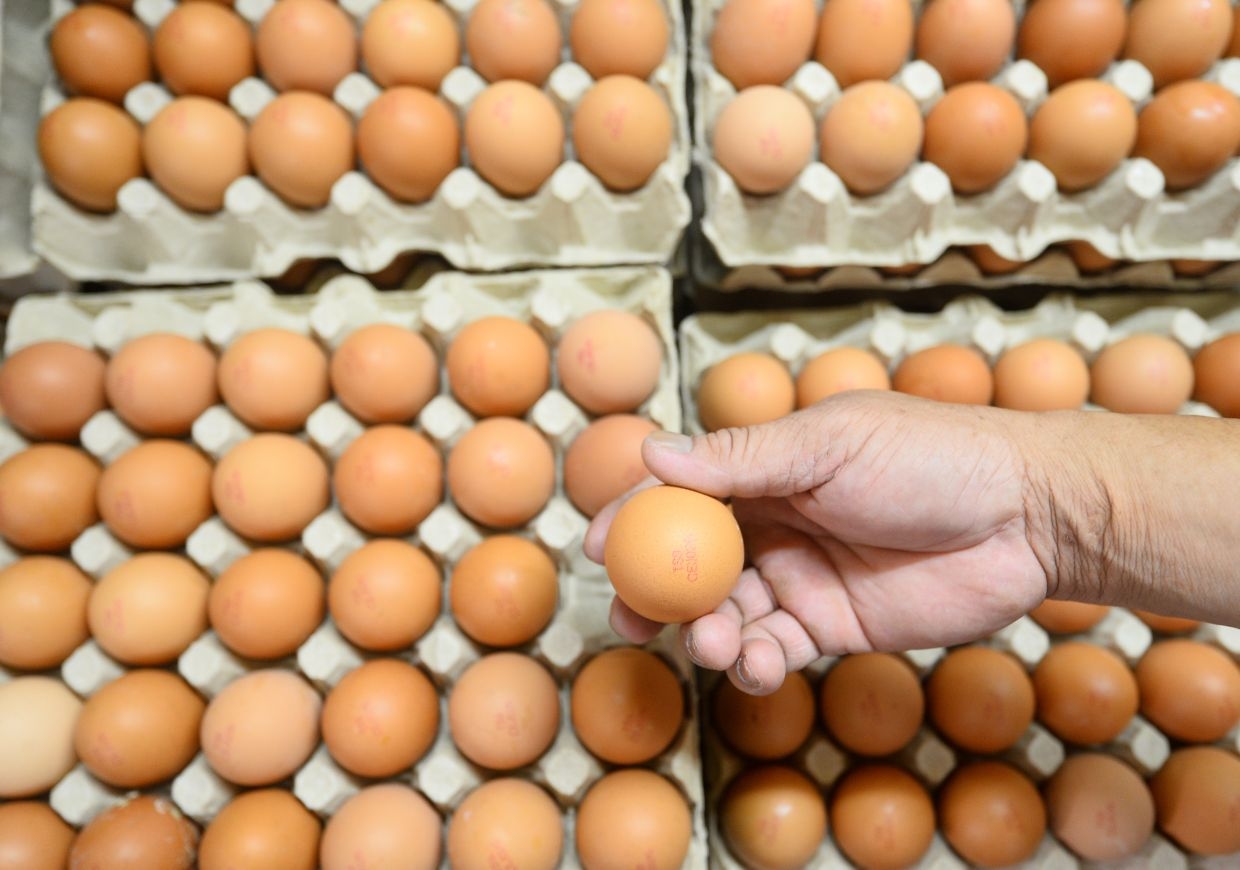 Agriculture ministry to boost supply of cheaper special grade eggs