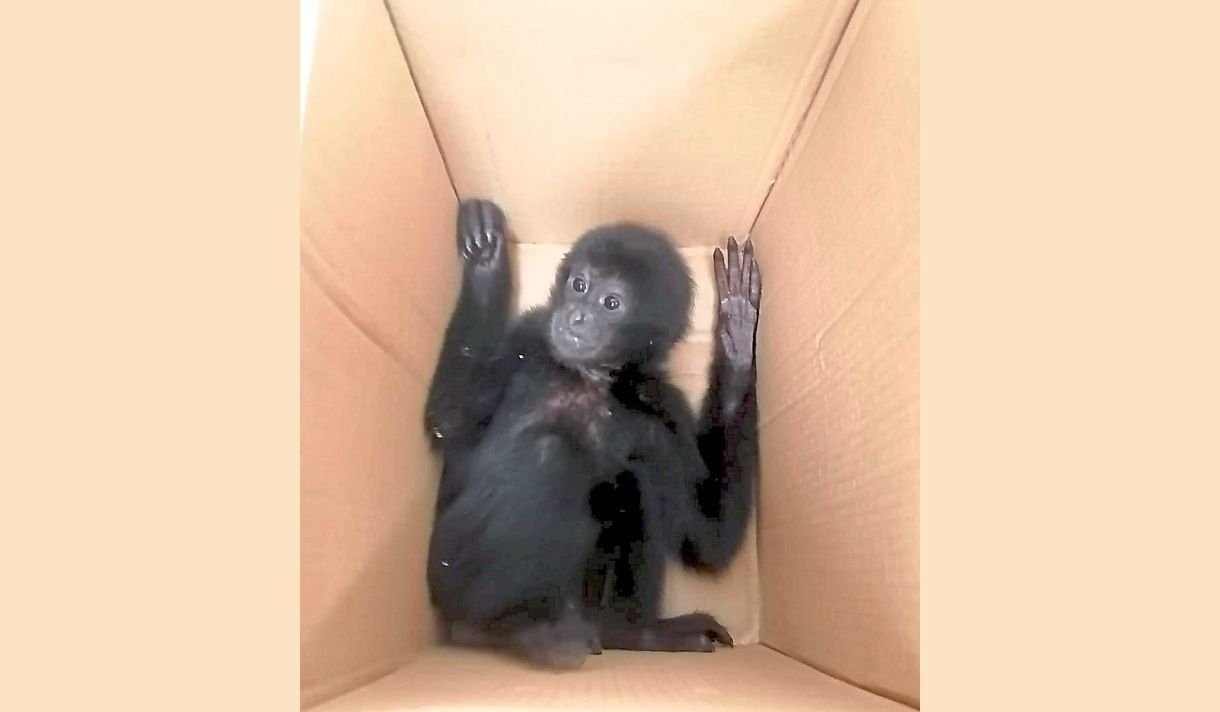 SAM: Bio-detection tools vital to curb wildlife smuggling