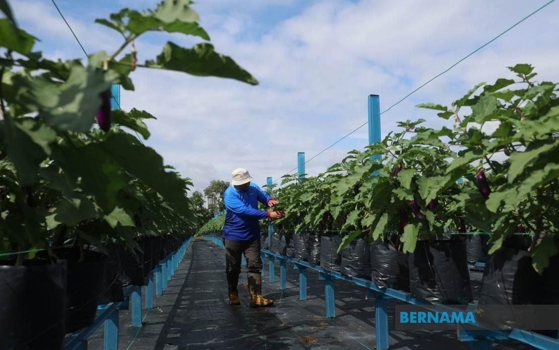 Malaysia-Thailand collaboration in agriculture set for major expansion