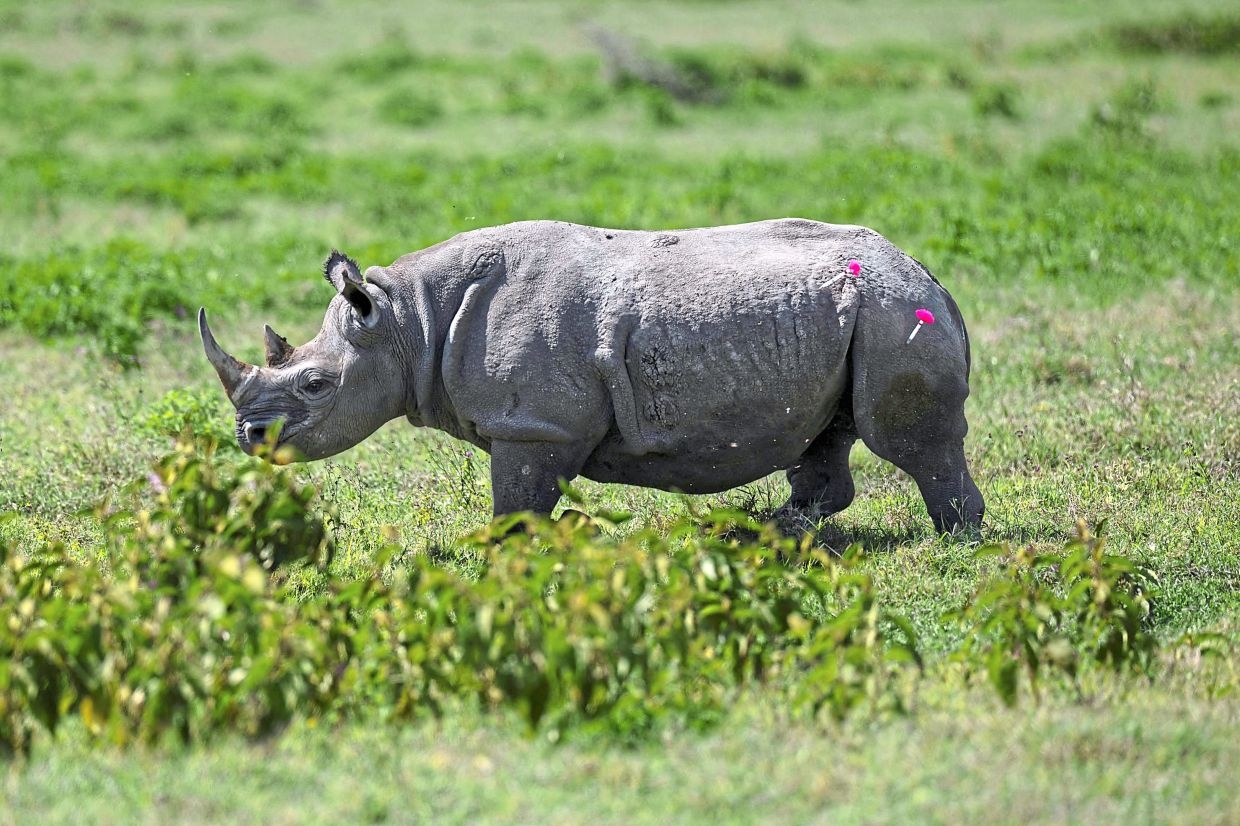 How to move a rhino