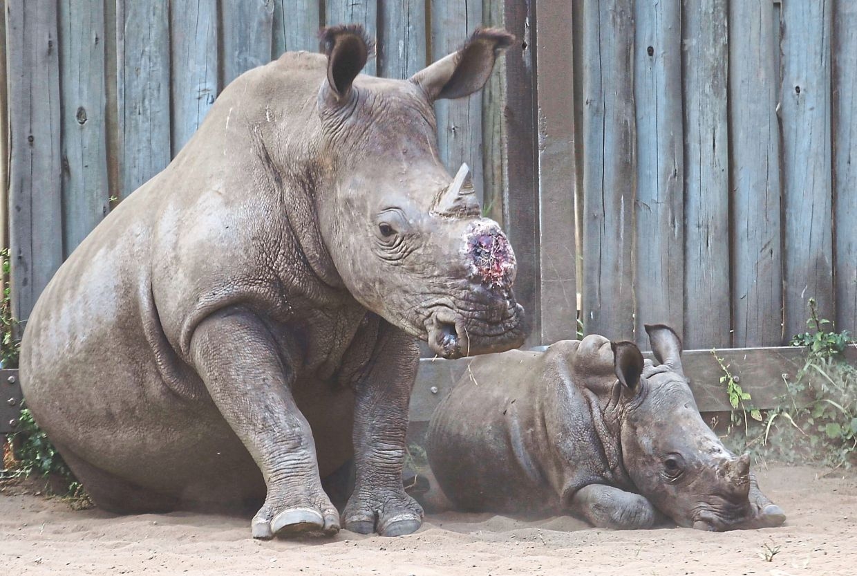Dehorning of rhinos decreases poaching of the endangered animals