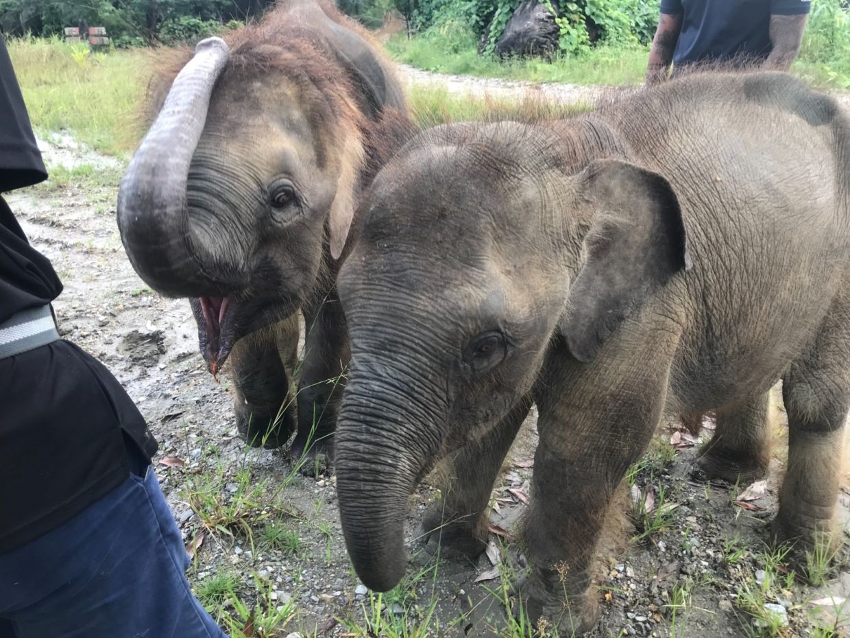 Sabah Government backs wildlife film to boost tourism