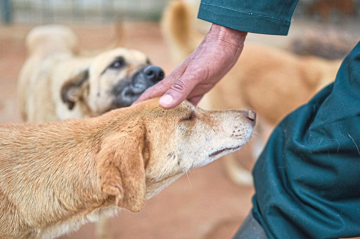 Morocco bolsters care and management of stray dogs with new policies