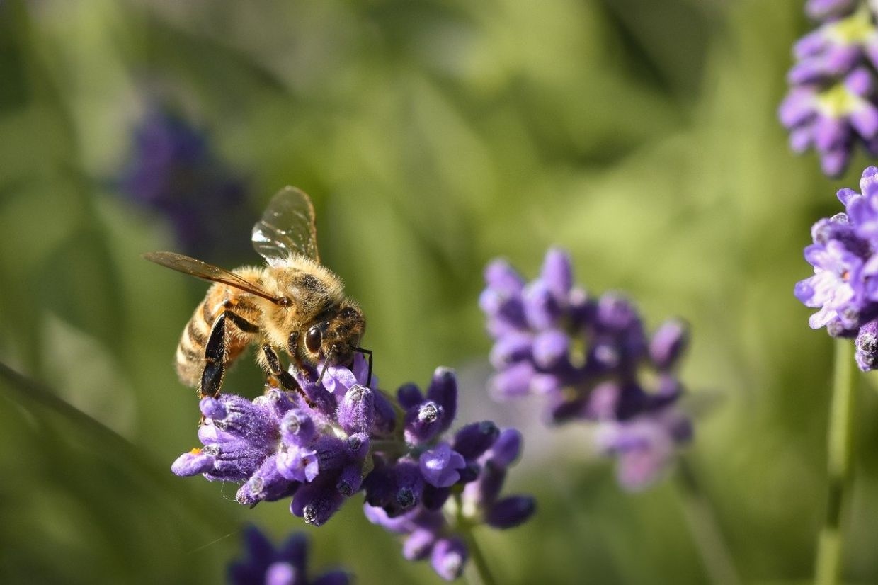 How robotic hives and AI are lowering the risk of bee colony collapse