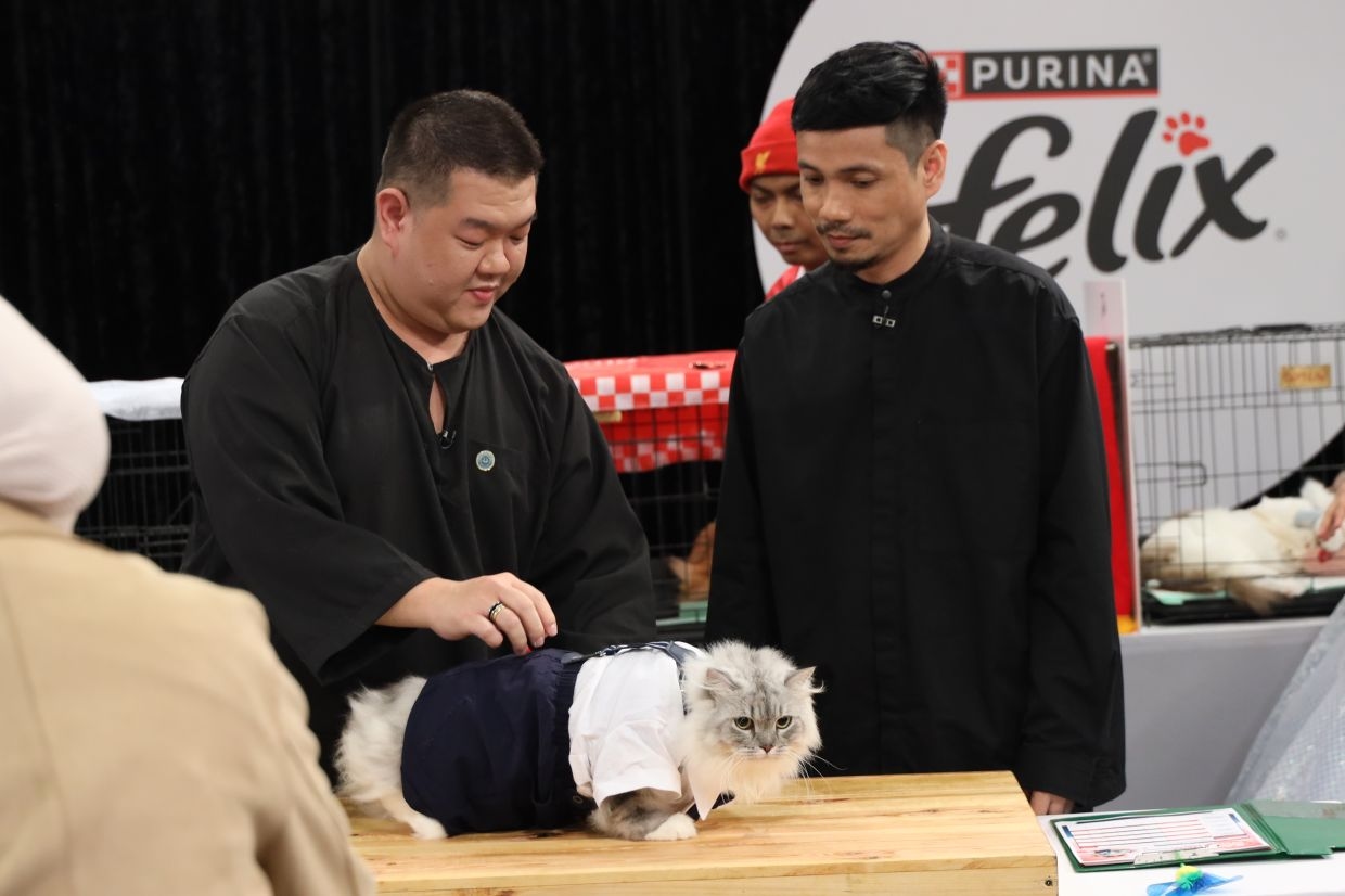Furry friends become celebrities: Malaysian cats are now television fashion icons