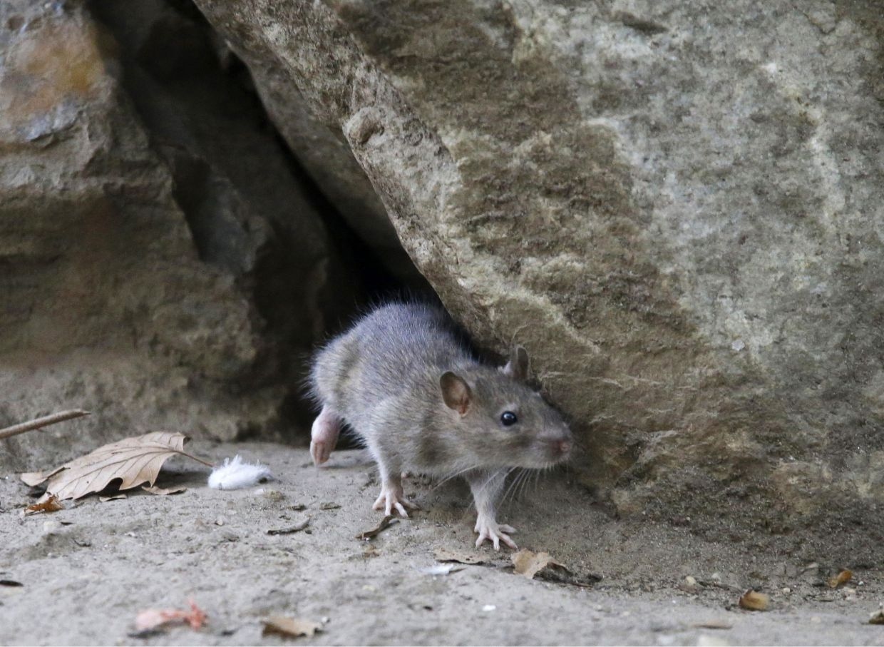 Oh, rats! DBKK offering RM2 bounty on rodents until July 31