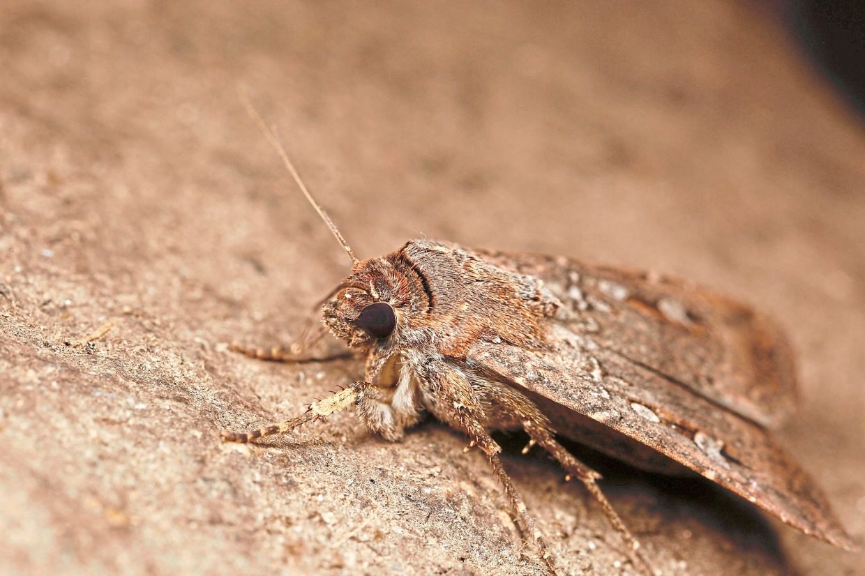 Australian moth uses the night sky as a guiding compass