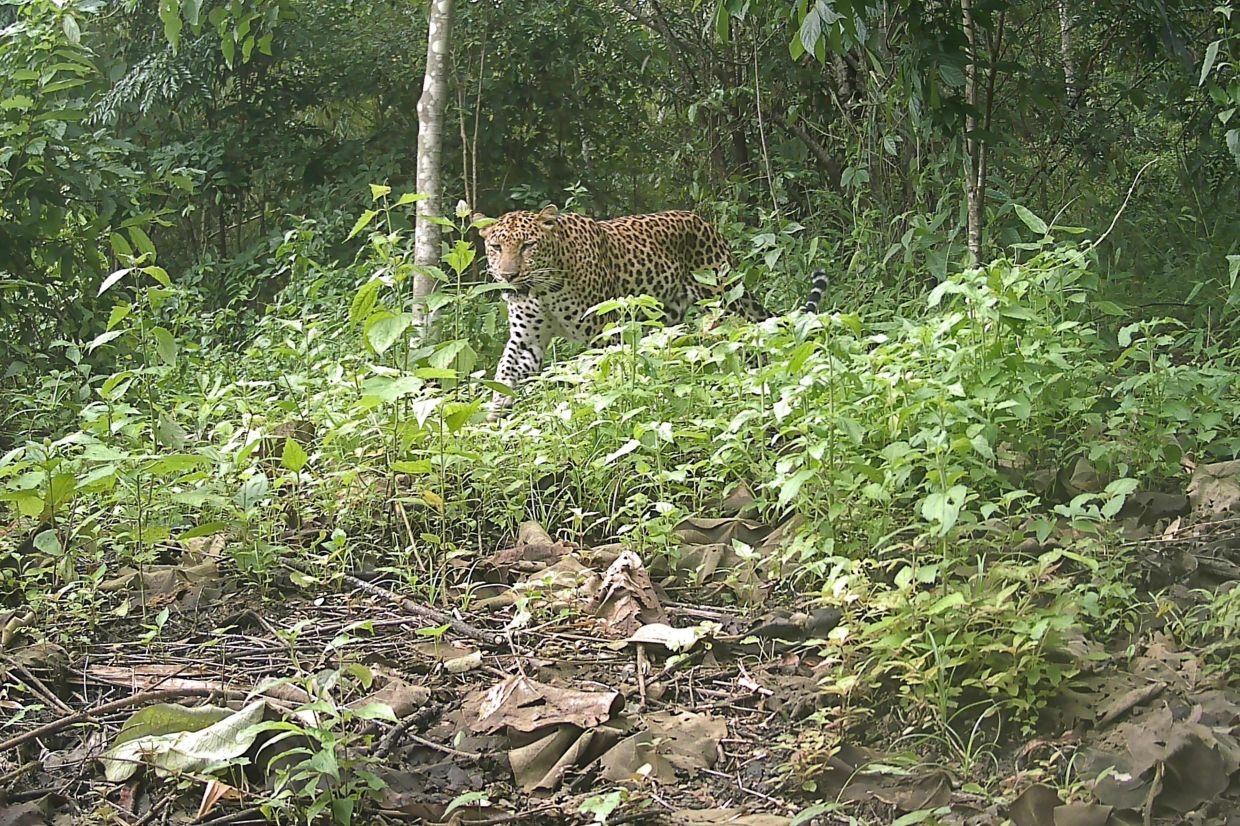 Spotted: Endangered leopard in Bangladesh
