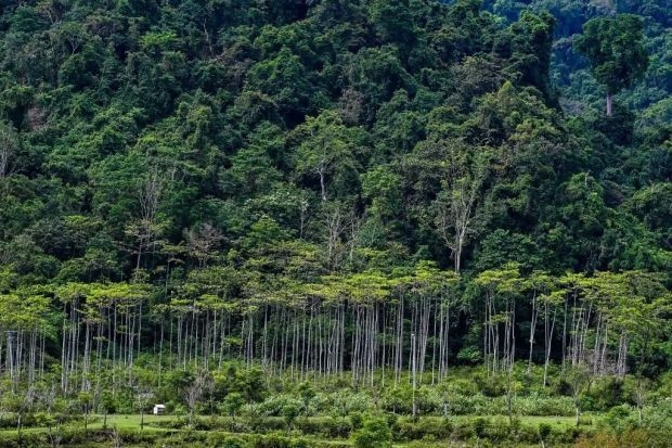 20% of forest plantation projects in operation