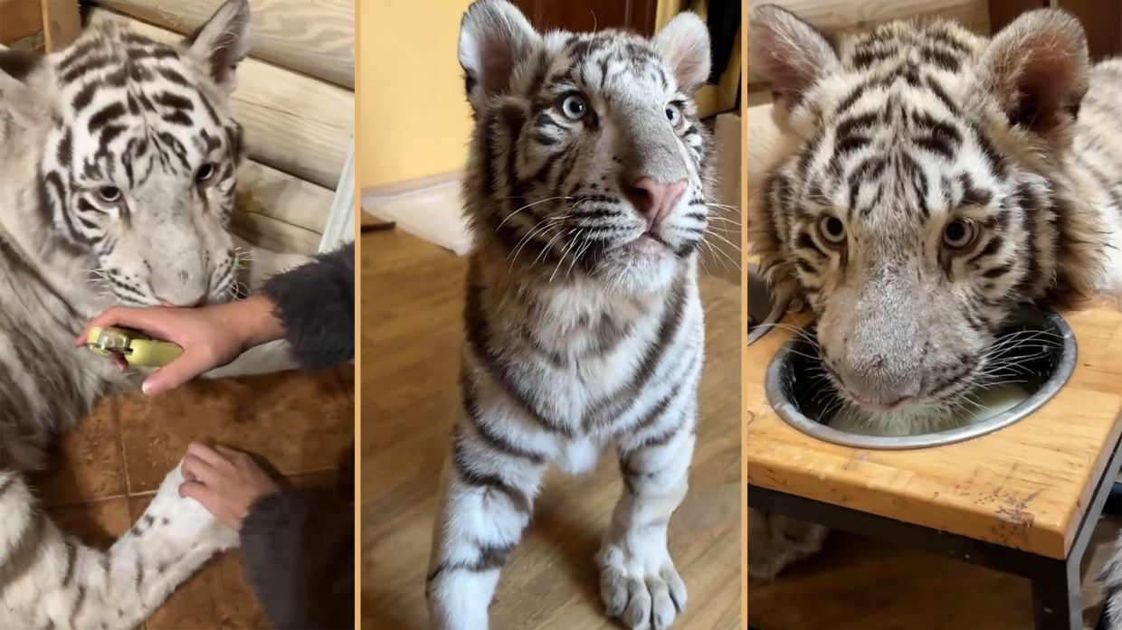 China woman in Ukraine cares for US$140,000 Bengal tiger, shares daily life online