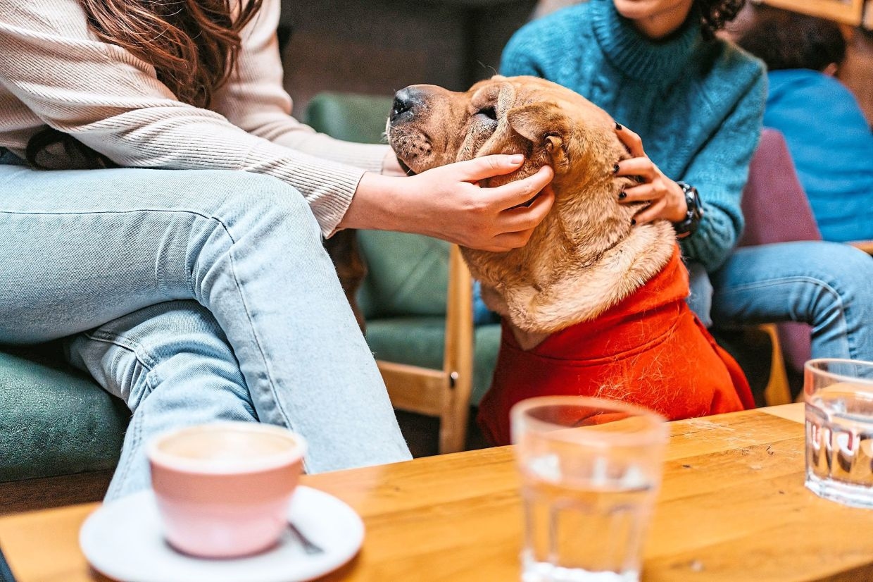 Dogs are being seen as children as pet ownership increases