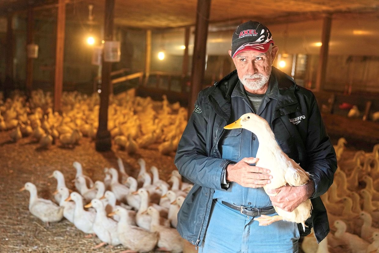 Ducks return to a century-old US farm that lost its entire flock to bird flu
