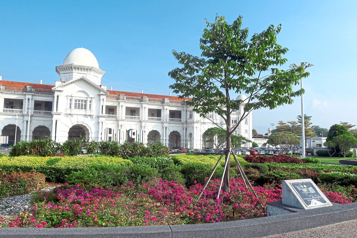 Ipoh tree rooted in history but fading from memory