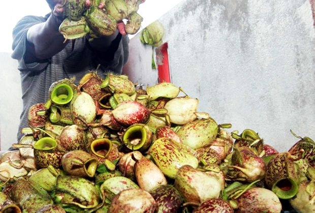 Vital to save M'sia's diverse flora