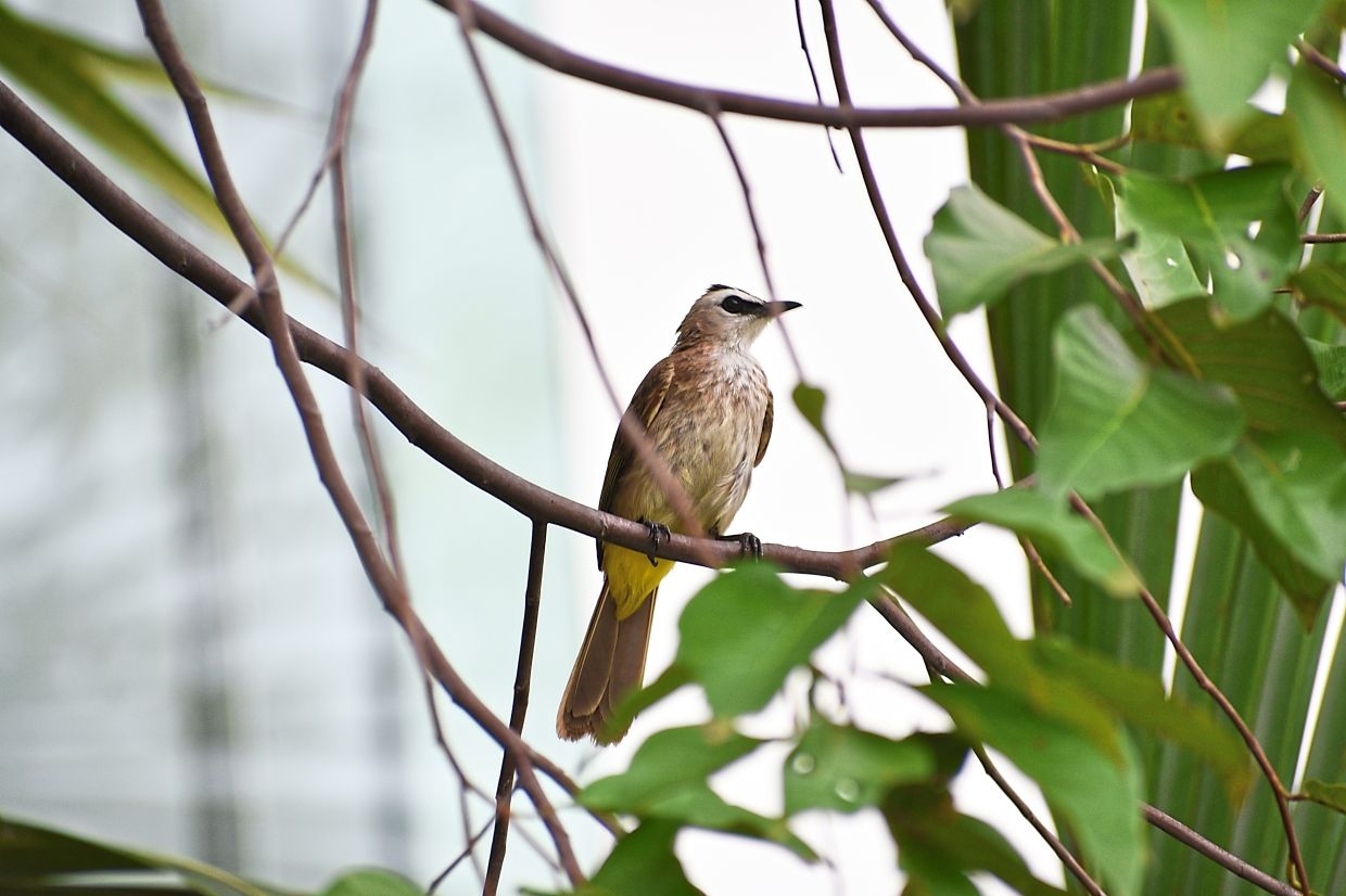 Silence of the birds