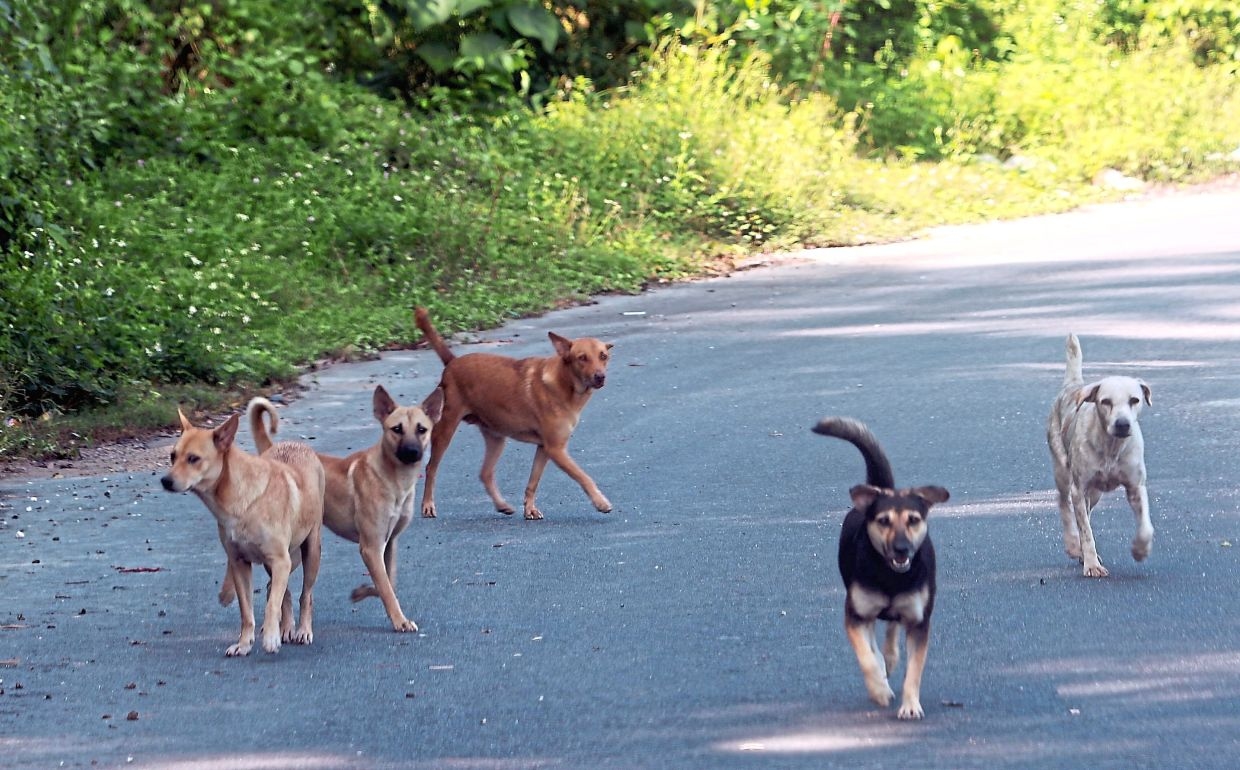 No need to catch neutered dogs