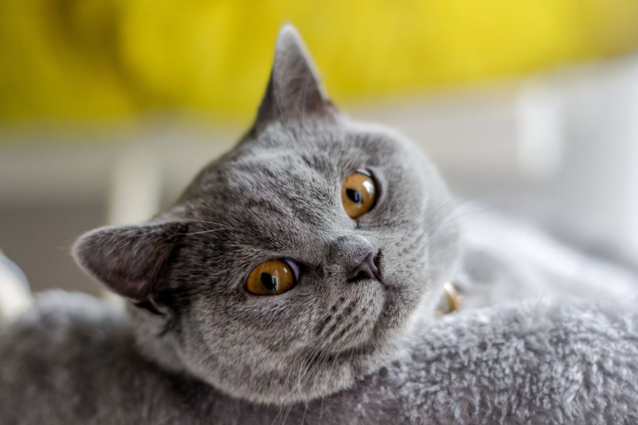 Hong Kong pet shop owner arrested for alleged theft of 35 cats to repay loan