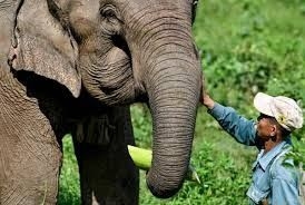 Laos strengthens elephant conservation efforts in northern province