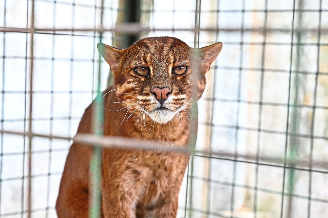 Man injured in suspected Golden Cat attack in Kuala Pilah