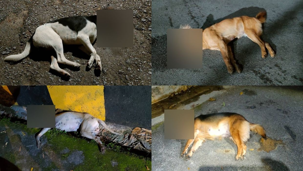 Investigation launched after several animals found dead at Penang Hill