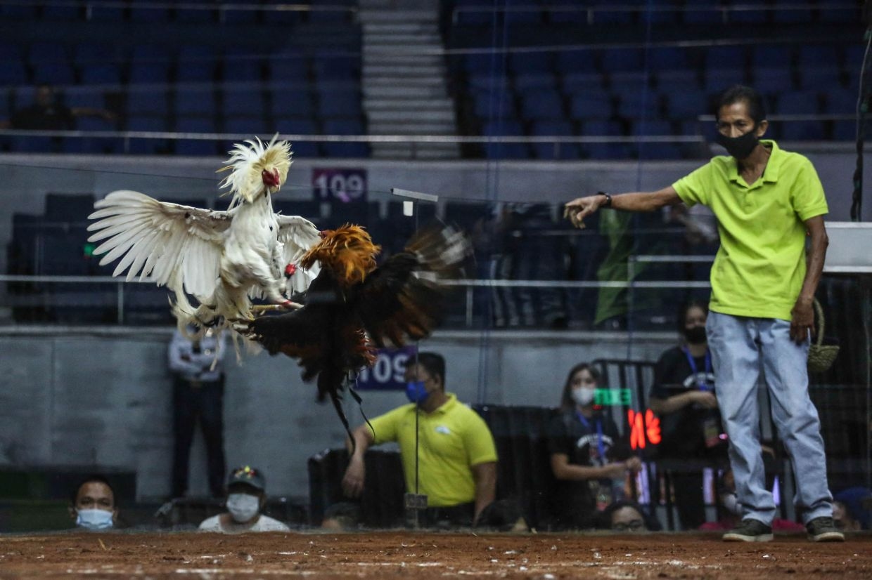 Philippines detains 15 police officers over alleged killings of cockfighting fans