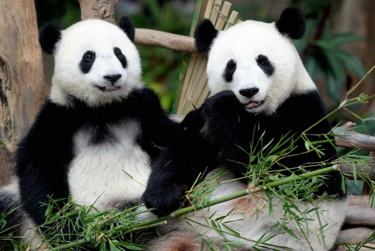 Malaysia to welcome new giant pandas Chen Xing, Xiao Yue