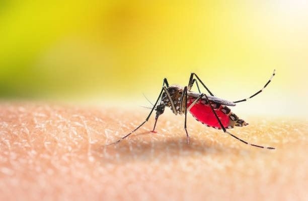 Steep drop in dengue fever cases in Selangor