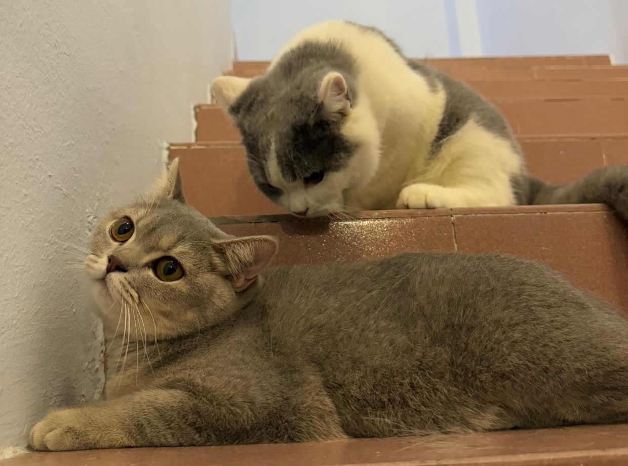 Mission Meow: Aiming to neuter 10,000 stray male cats in Melaka by Year-End