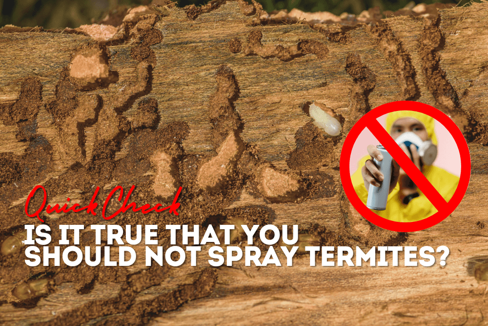 QuickCheck: Is it true that you should not use bug spray on termites?