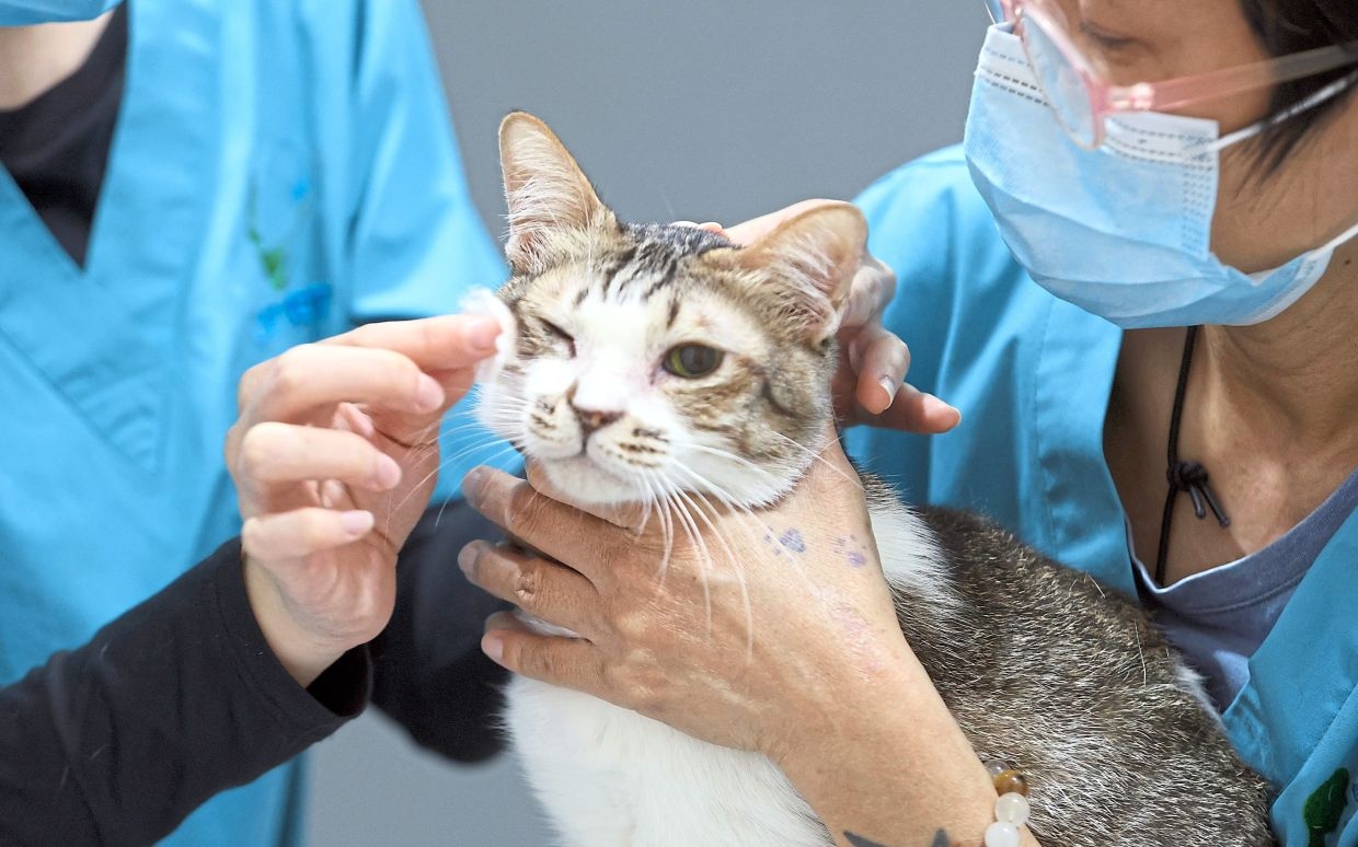 Malaysia's growing pet love story