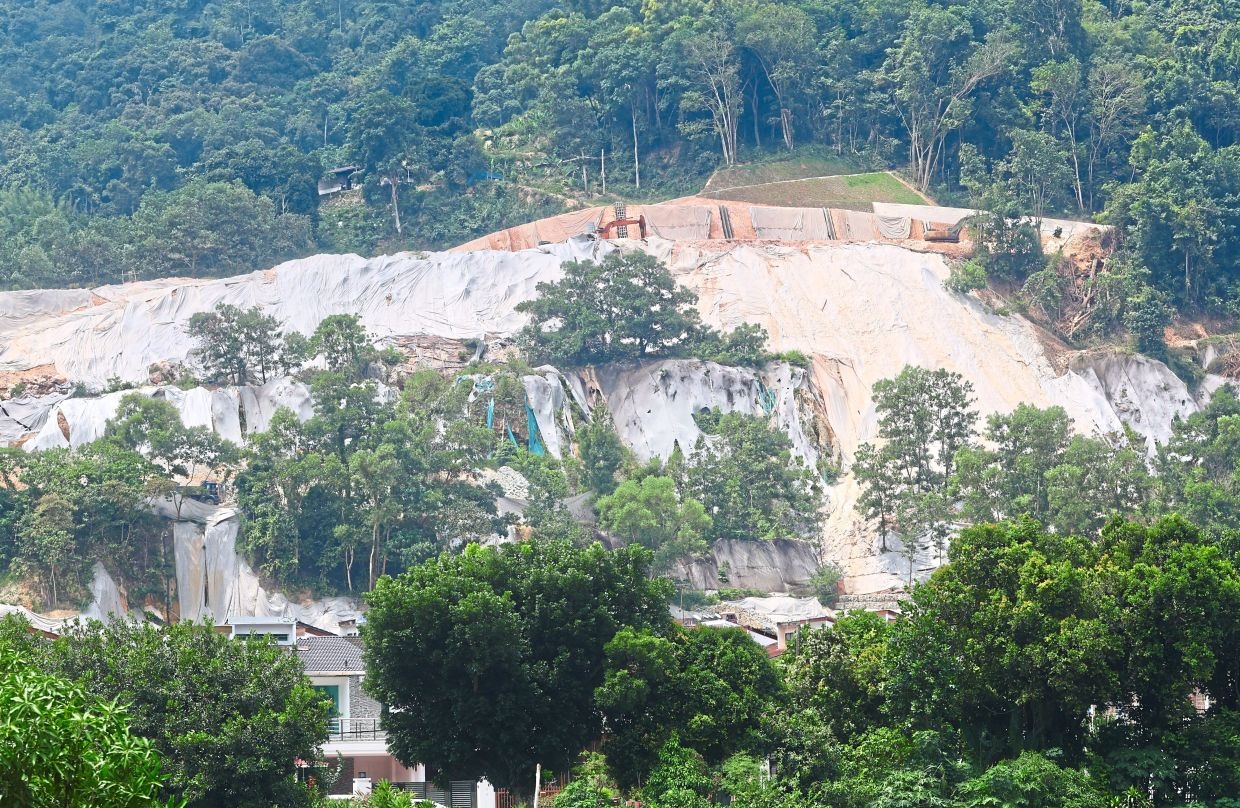 Outcry as trees felled in Penang