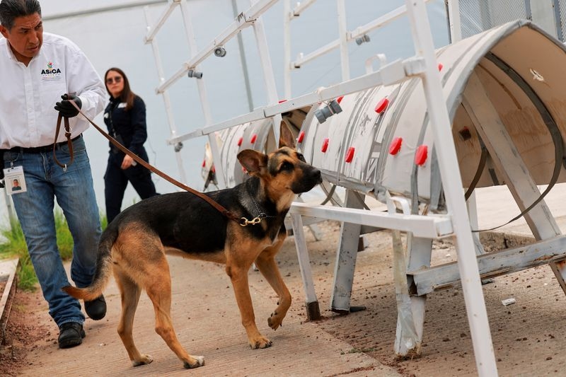 Sniffer dogs help Mexico fight the flesh-eating screwworm