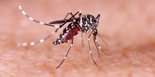 Cambodia records 7,000 dengue fever cases with 15 deaths in H1 2025