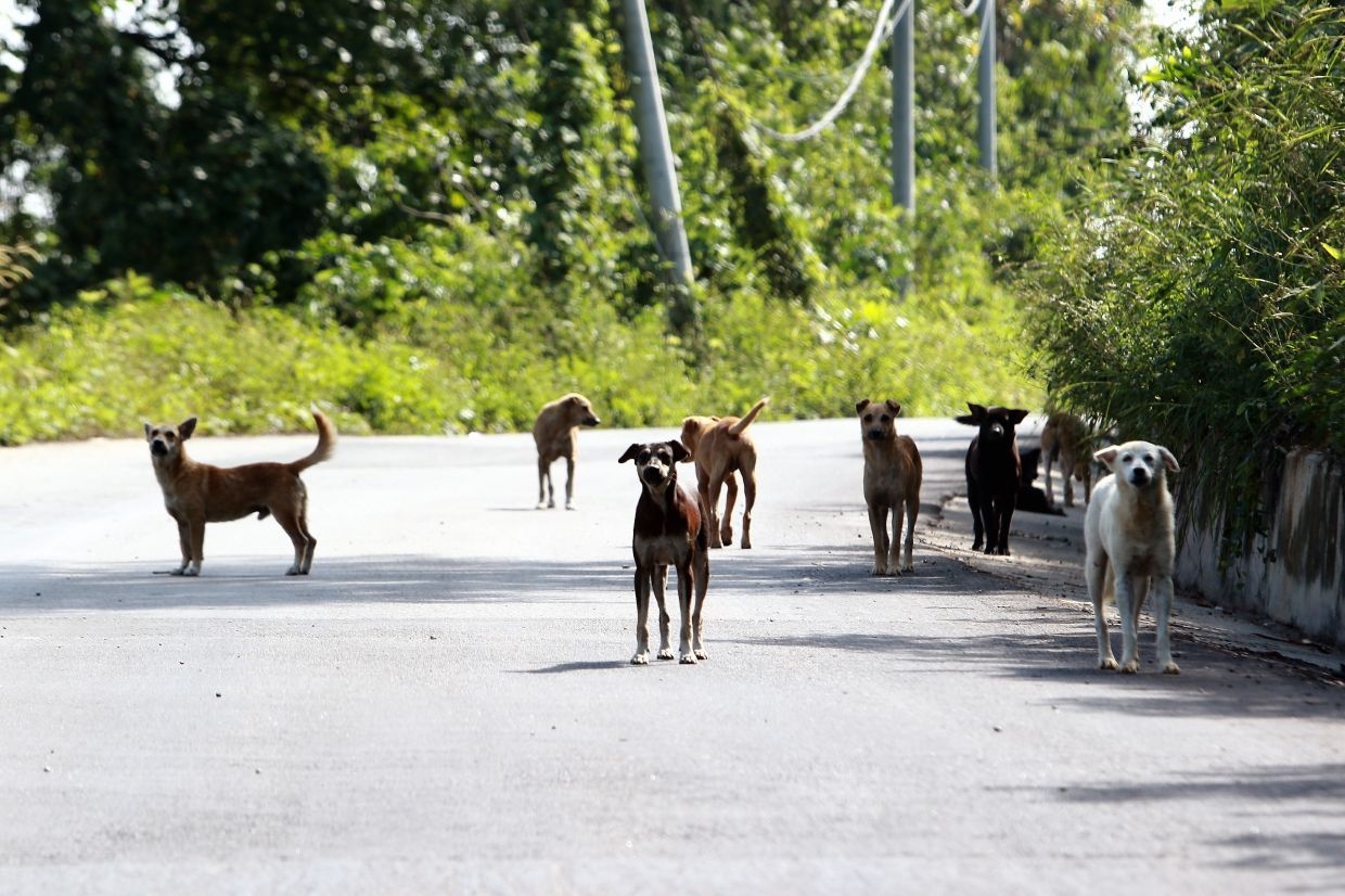 RM50,000 reward offered for information on Penang Hill animal killings