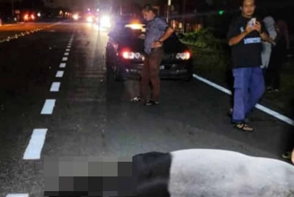 QuickCheck: Was a large tapir killed in a Pahang road accident recently?