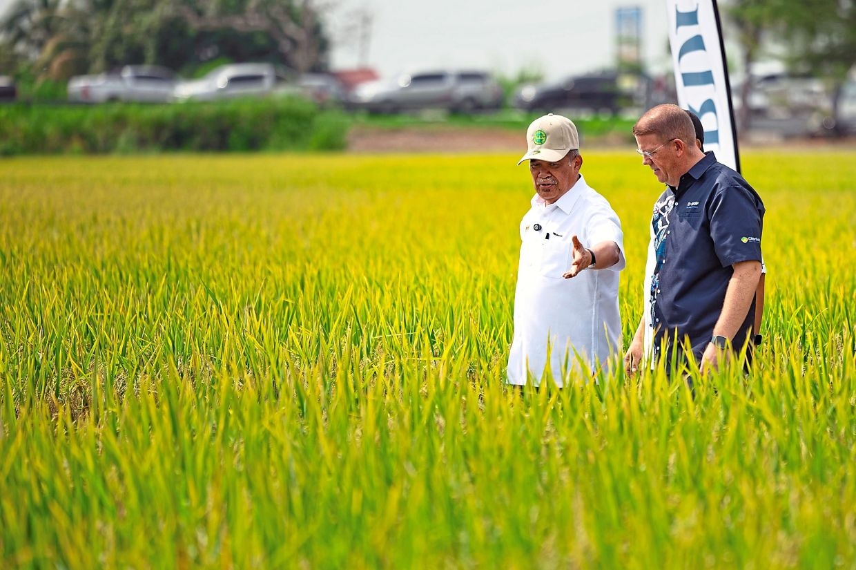 New padi varieties tackle weedy rice