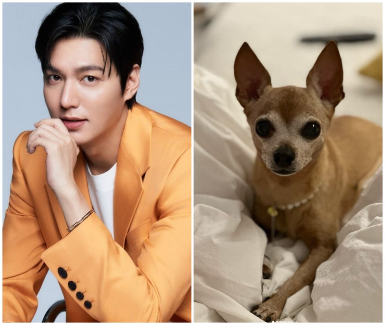 South Korean star Lee Min-ho mourns death of pet dog Choco